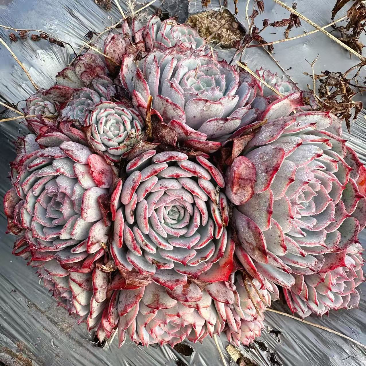 云漫多肉  地栽劳伦斯  20cm以上  多肉植物