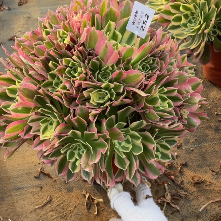 252雨花石法师多肉断枝不售后