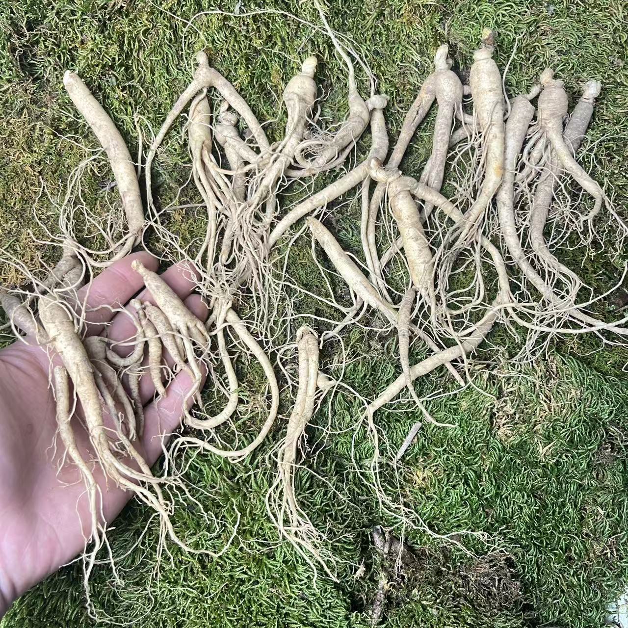 新鲜人参直播补差价专用链接伤残人参带伤带水锈【清洗后不退不换】