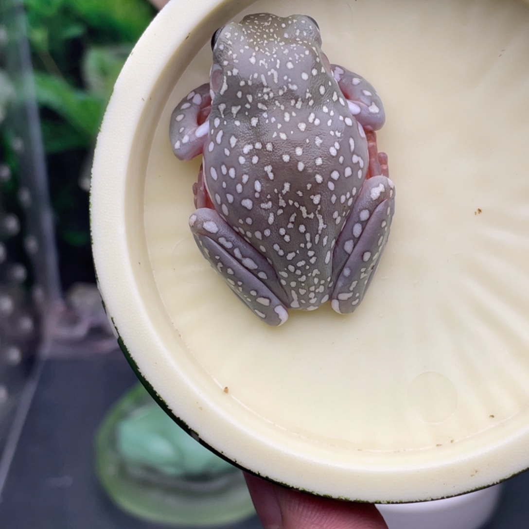 老爷树蛙灰皮蓝眼暴雪