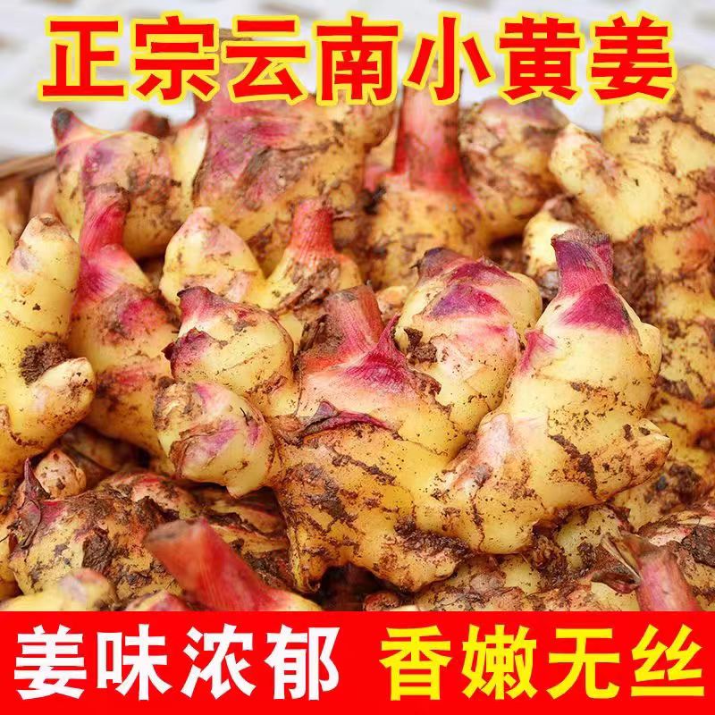云南高山小黄姜嫩姜2025年现挖现发带泥新鲜嫩姜生姜