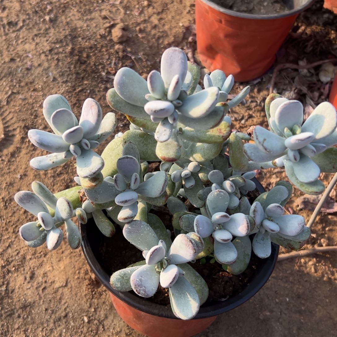 多去中央音乐学院中文系