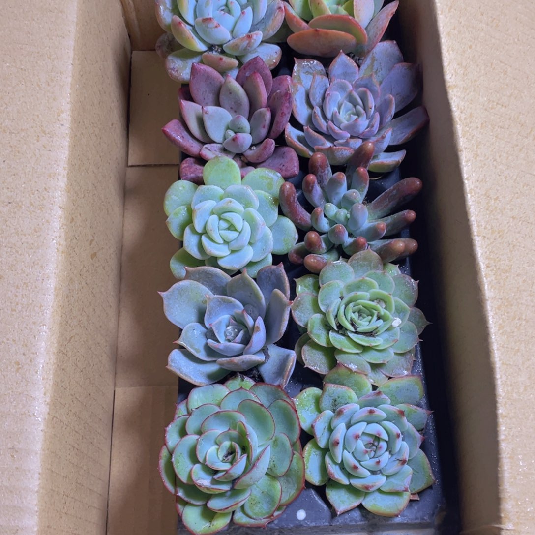 10颗-4号约4-6厘米