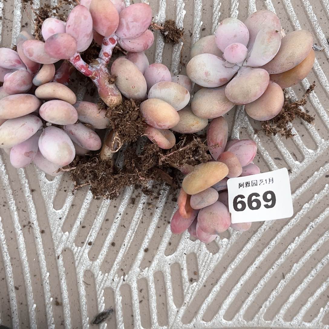 阿雅园艺。       669