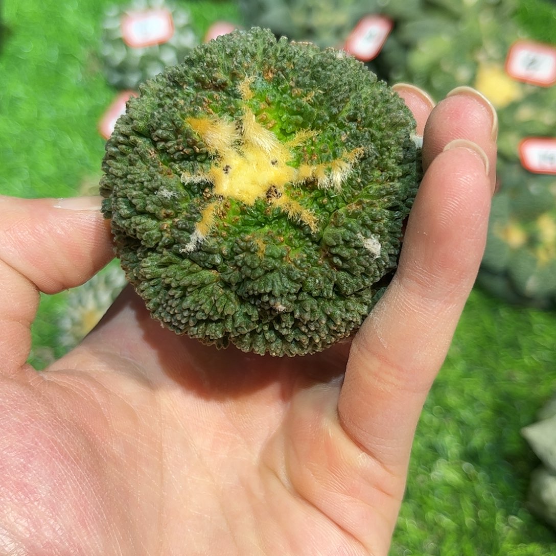 20号自根战损哥斯拉福利