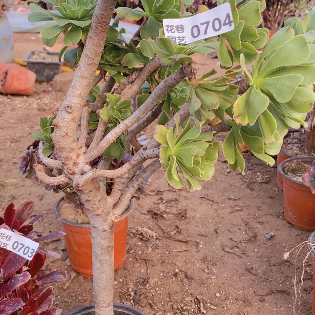 704 号一物一拍多肉植物