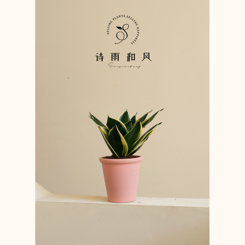 诗雨和风莲花虎皮兰绿植室内净化空气植物好养易活办公室桌面盆栽