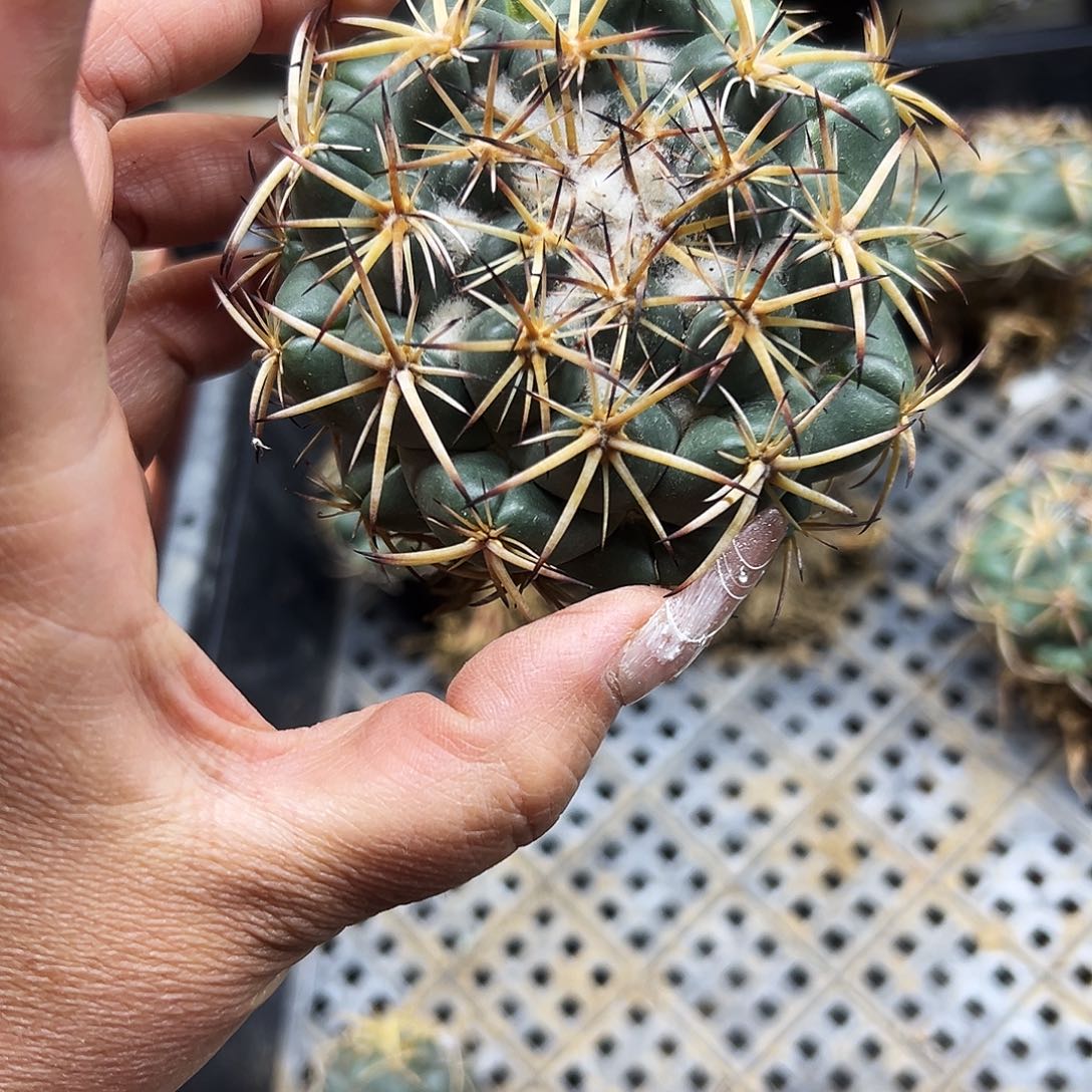 天司象牙仙人球11111111