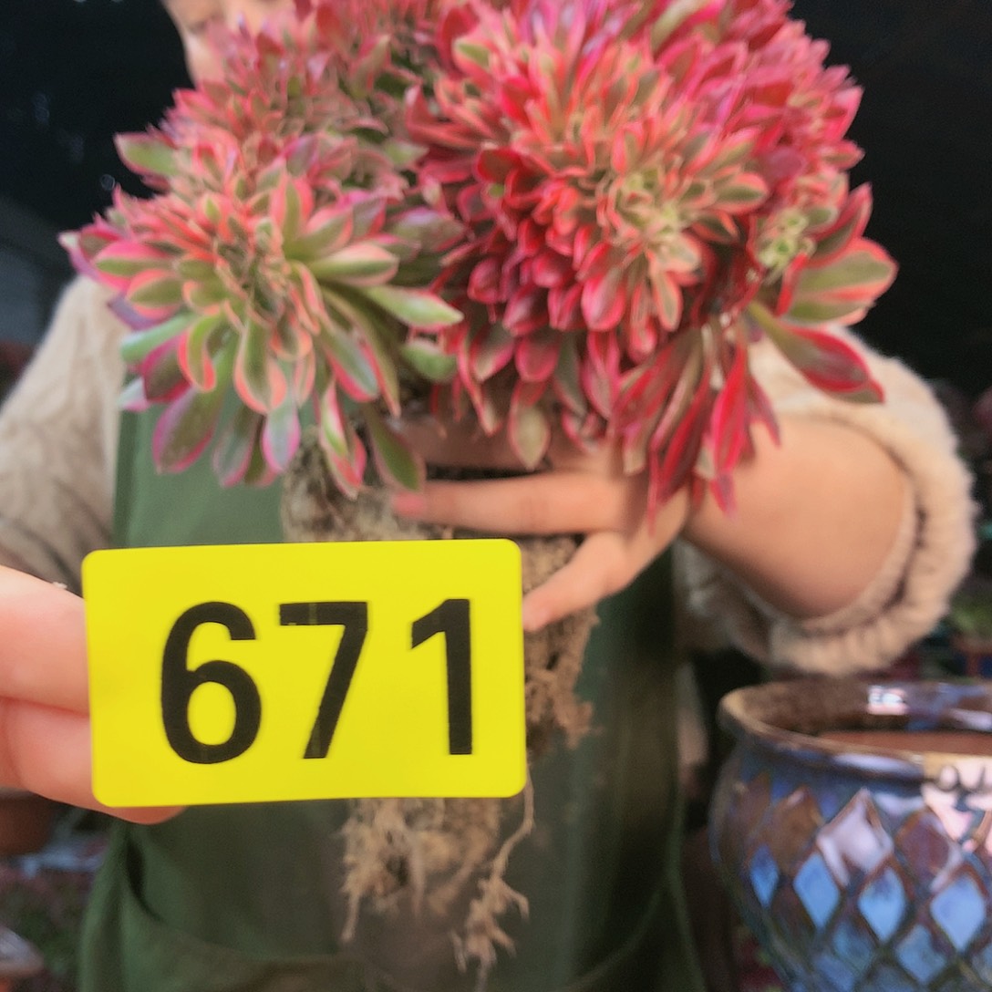 柒哥多肉法师不包侧断枝671