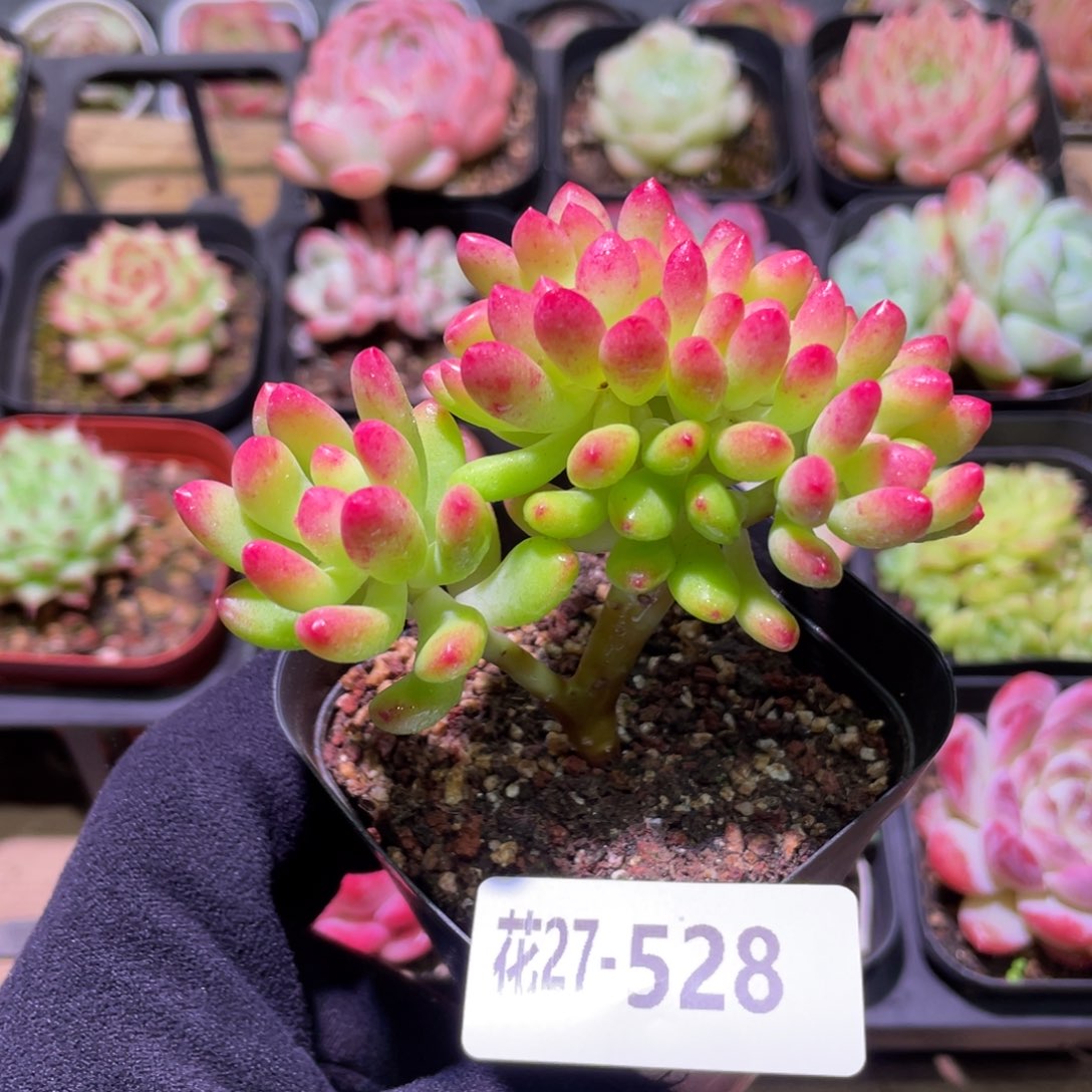 花利美27-528青松缀化