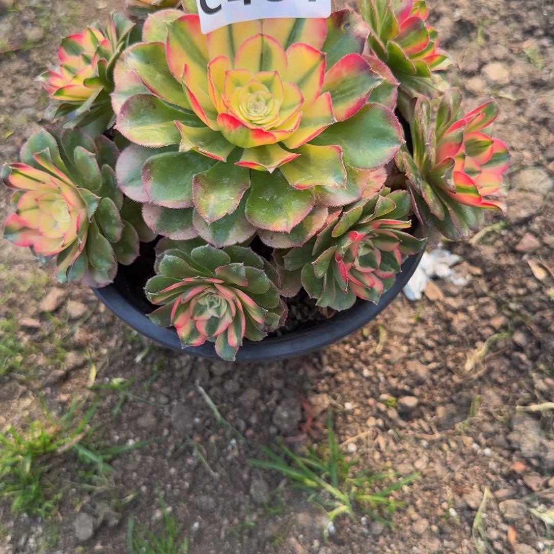 481荔枝。多肉植物