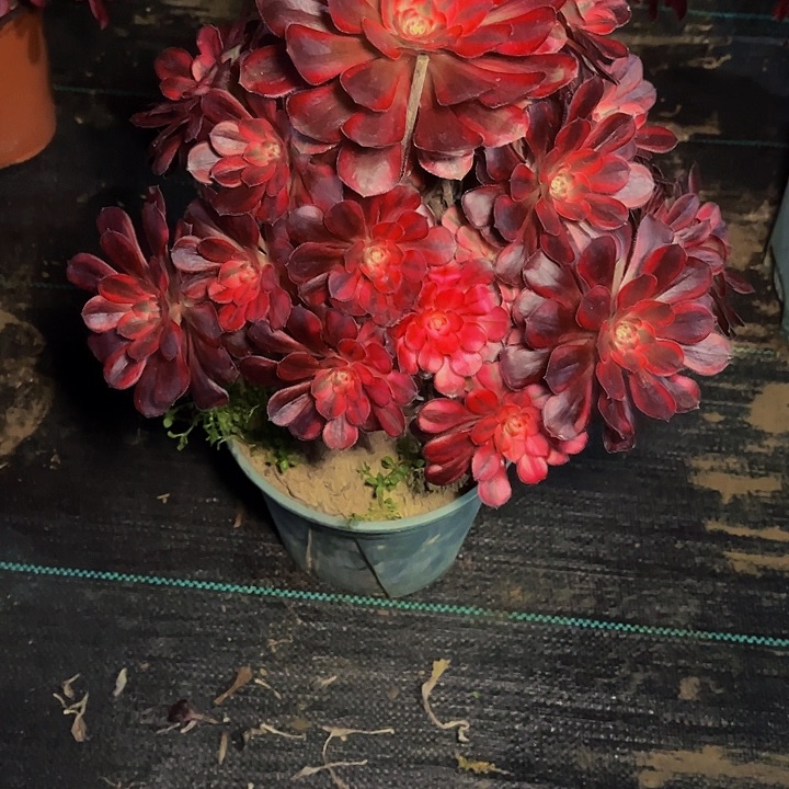 香奈儿法师锦003