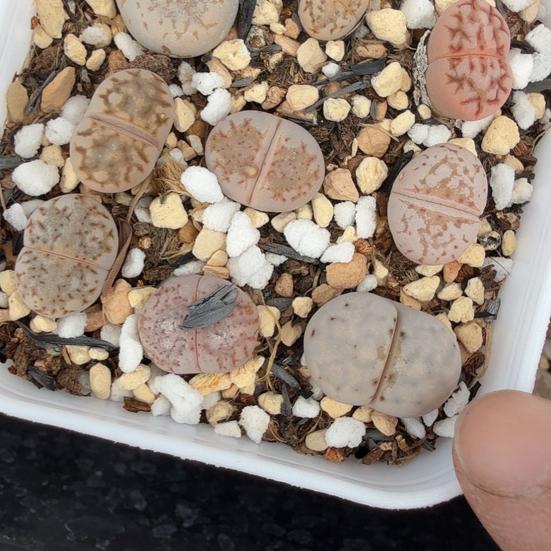 哈哈哈你真的会有这种290好