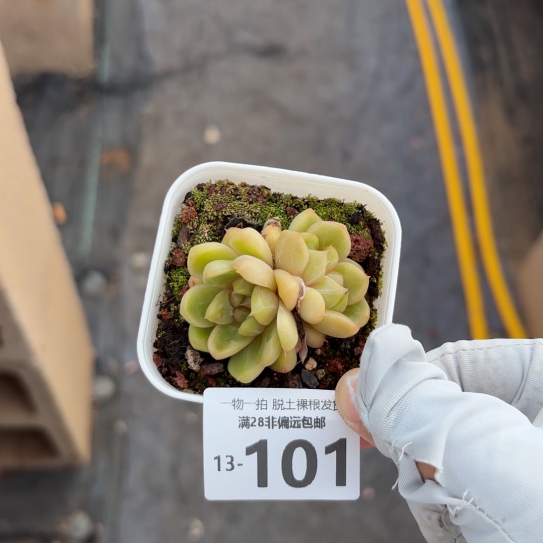 皮皮双头多肉多肉多肉