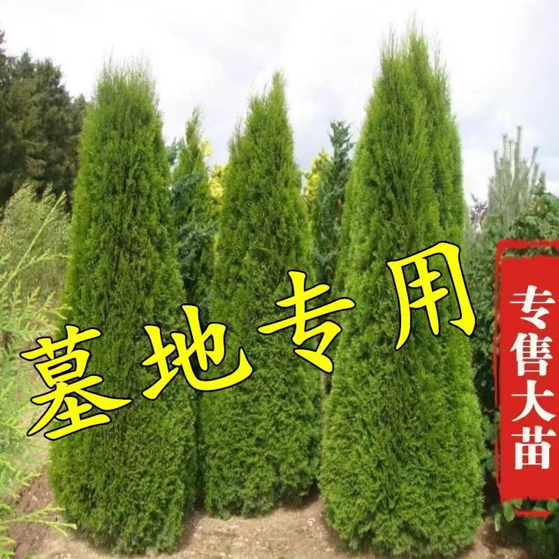 塔柏树苗侧柏树苗塔柏塔松绿化树四季常青松柏树苗耐寒绿化苗木