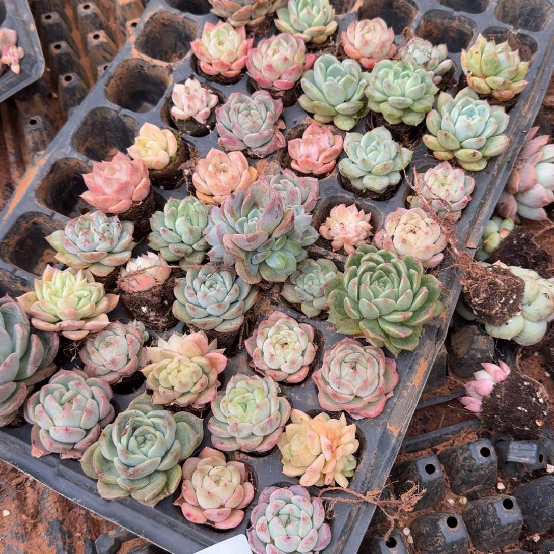 20-1珍妮混合三十颗加二十颗售后量拍中门左六