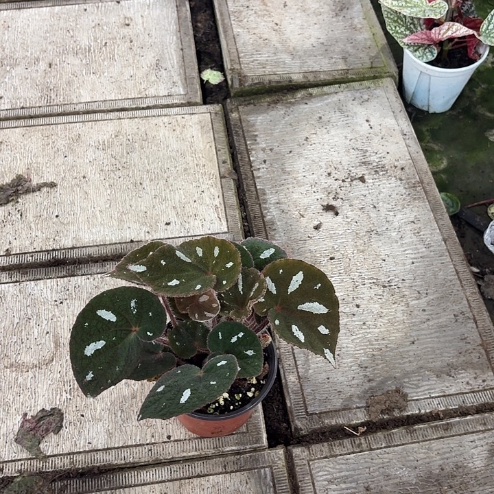 完全开放毛腿丝形