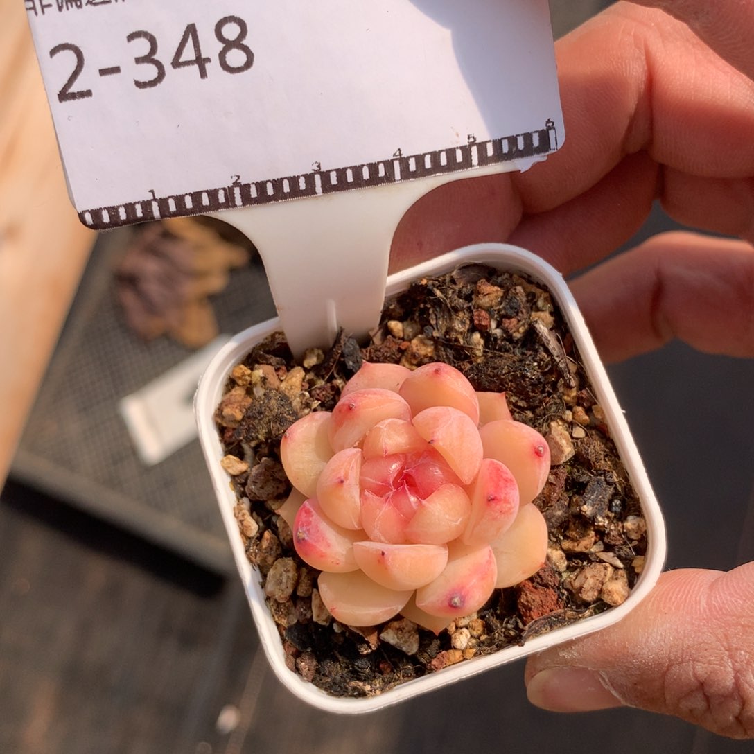 冰婉珍妮优选58包邮