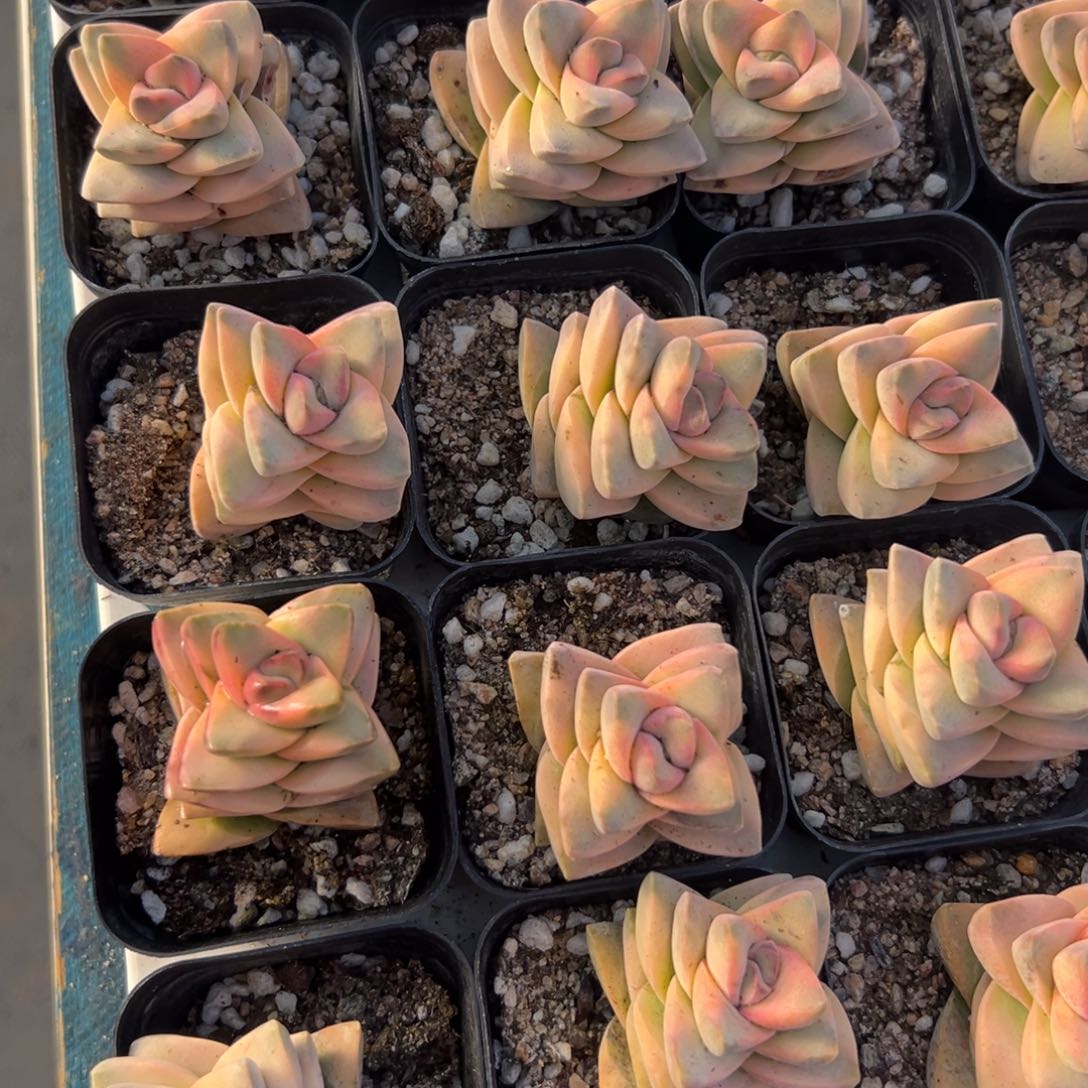 从前慢花园多肉精选编号1.3季之川锦