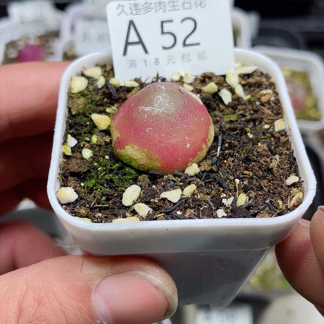 A52号，很好看的肉肉呢