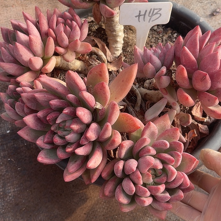 两单包邮，一物一拍，143仙贝