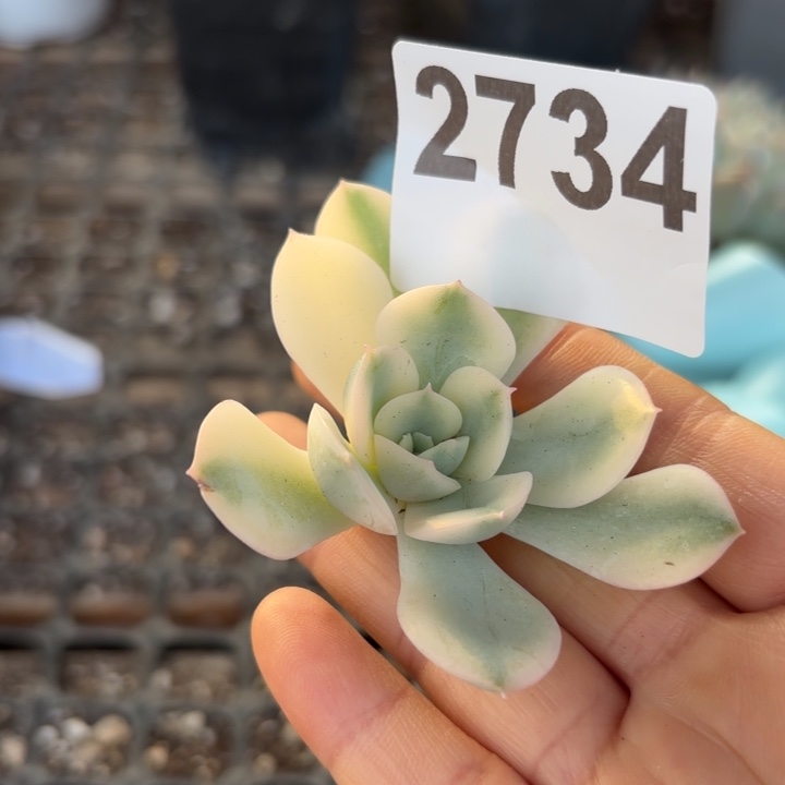 头盖锦无根多肉植物满18包邮