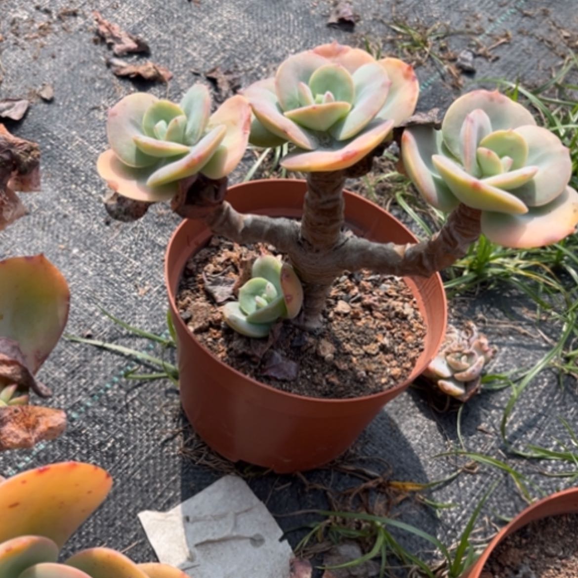 【闪购商品】飞*?白凤