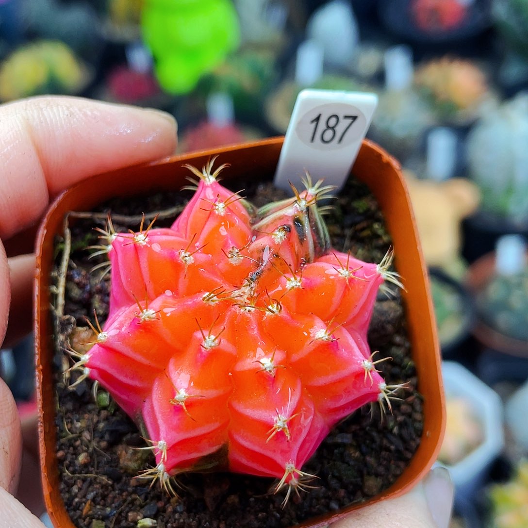 非偏远地区满25包邮仙人球