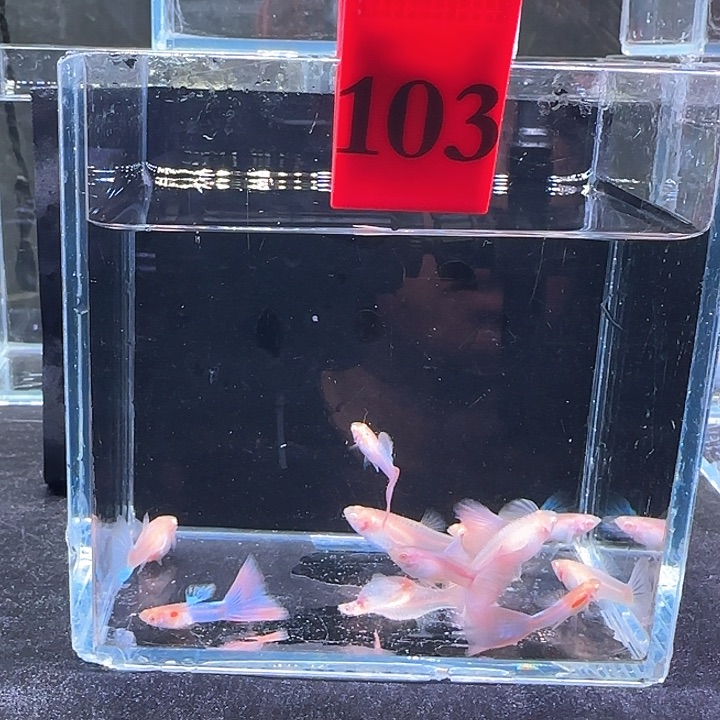 孔雀鱼玥****?103号，10条