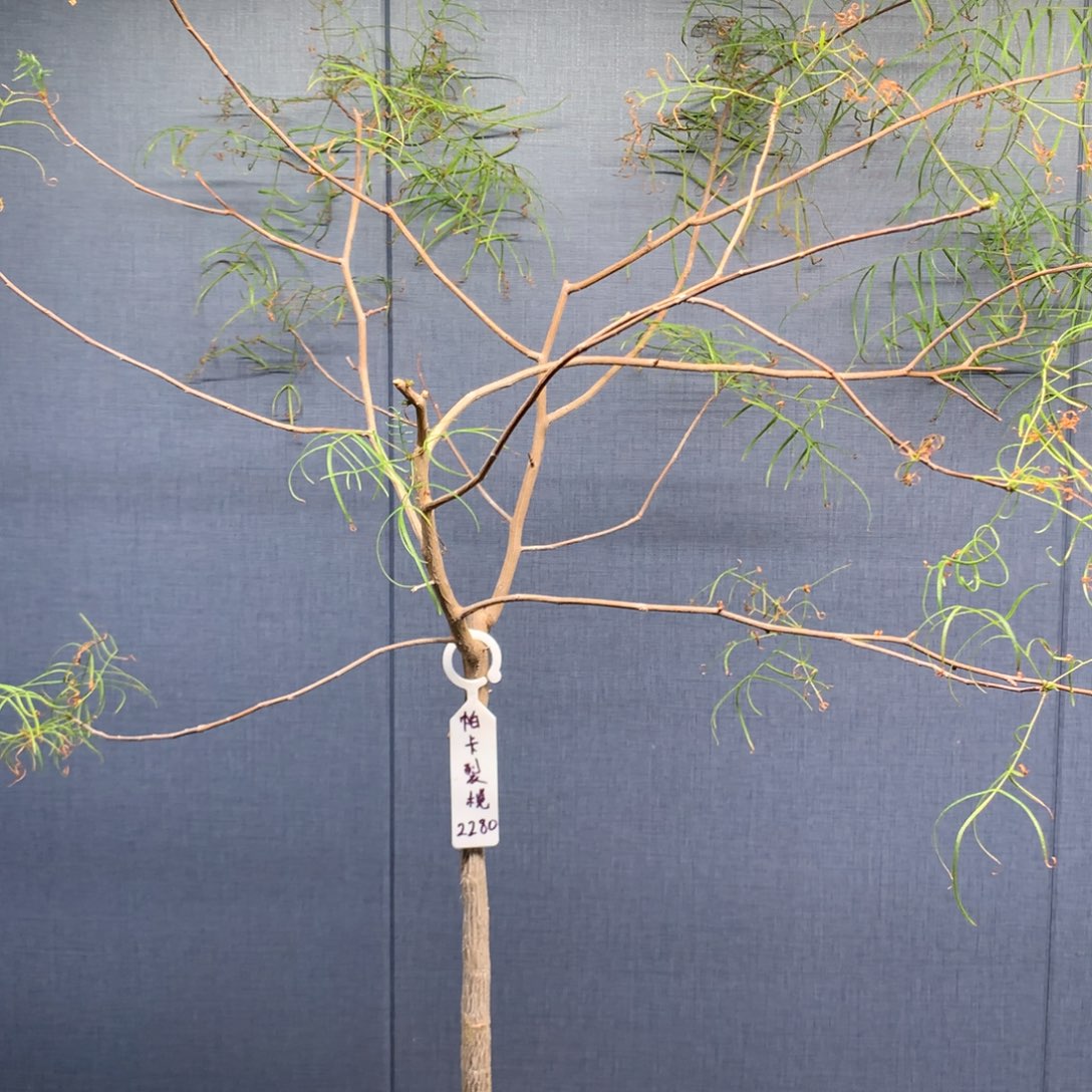 帕卡裂榄实生带盆