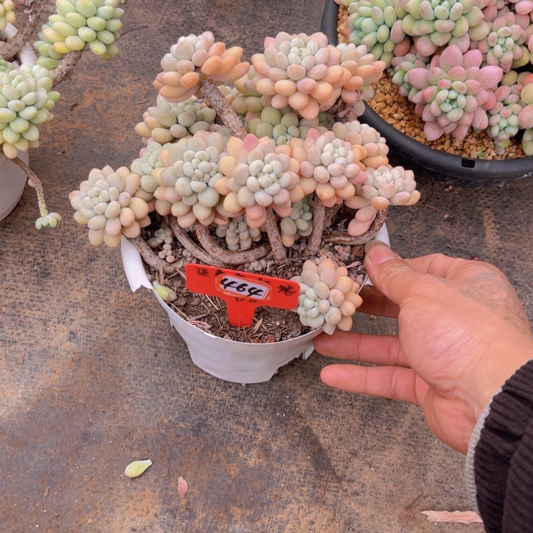 星*洛可可464多肉植物