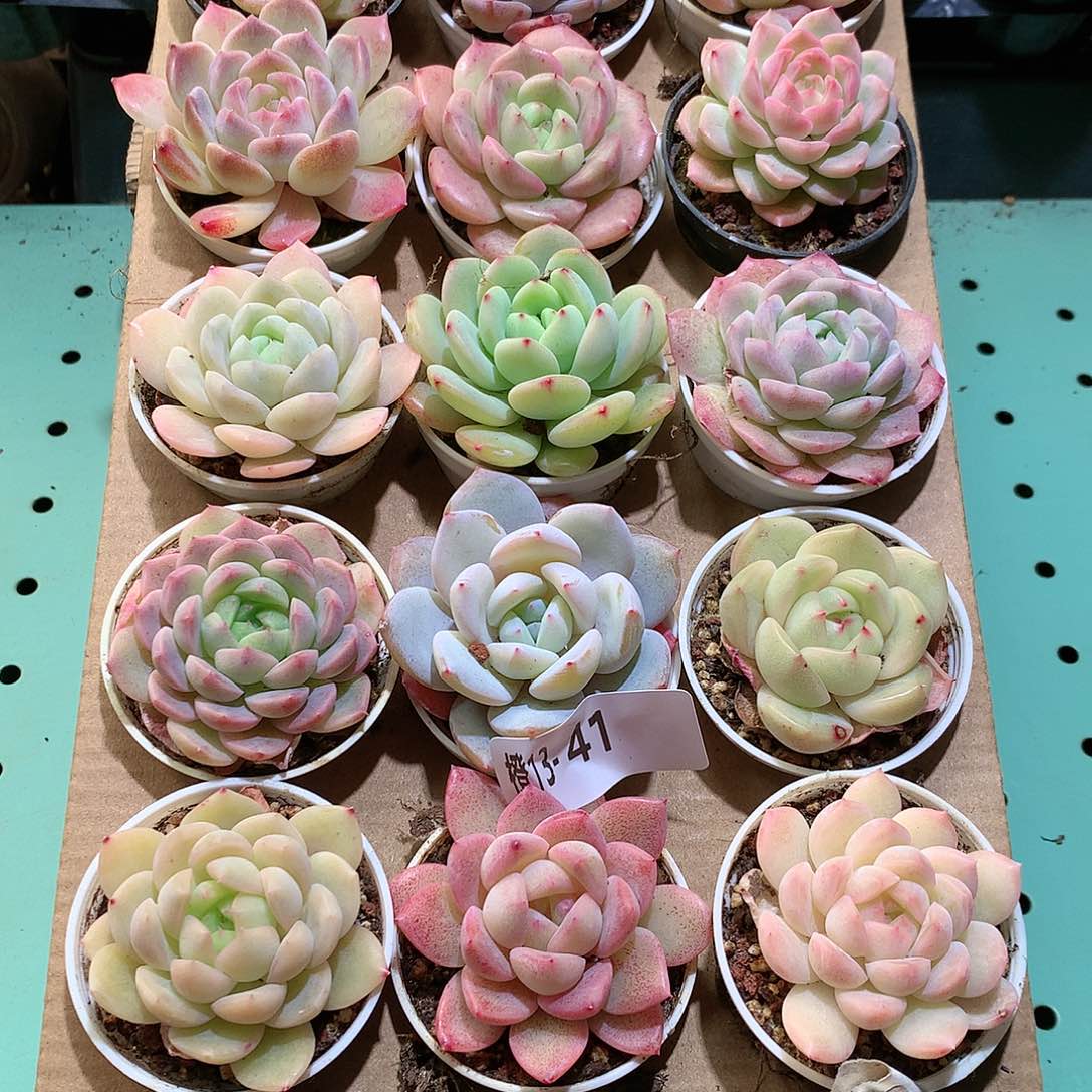 13-41一物一拍带盆18颗。