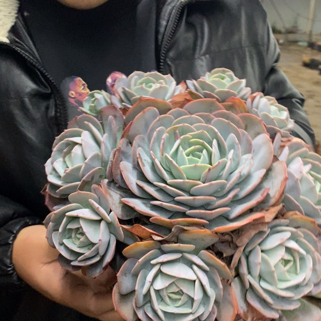 红粉台阁大单头带仔七头起发，250杯