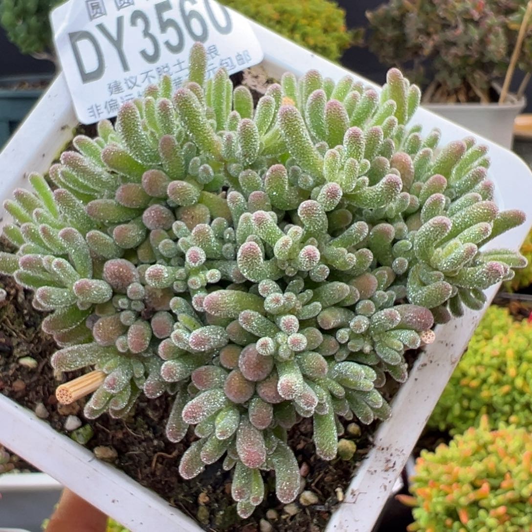 爱心型dy3560草莓冰晶冠幅7cm