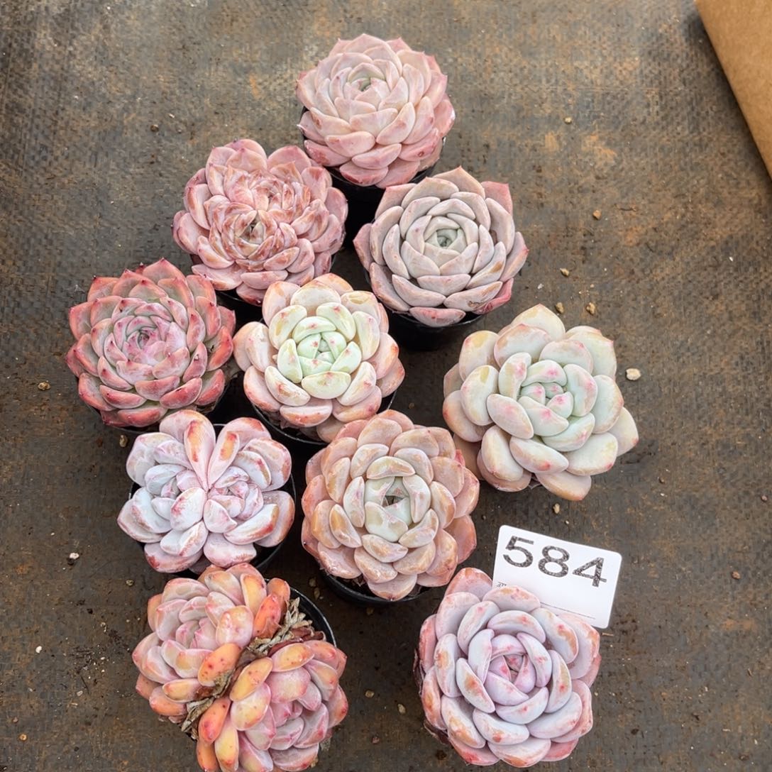 可带盆  584号新疆西藏内蒙古不包邮