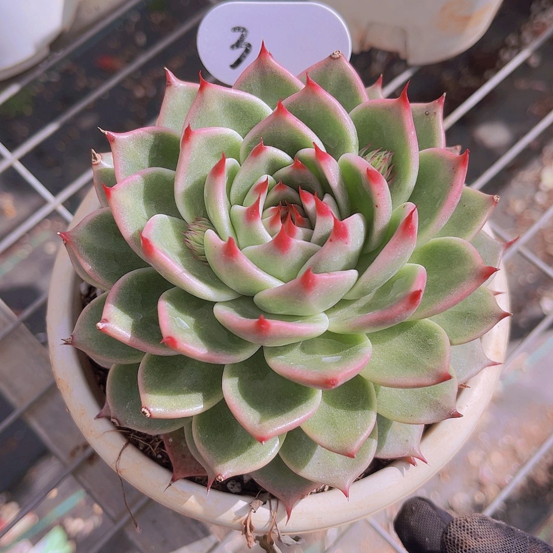 托斯卡12.5公分999块就9999