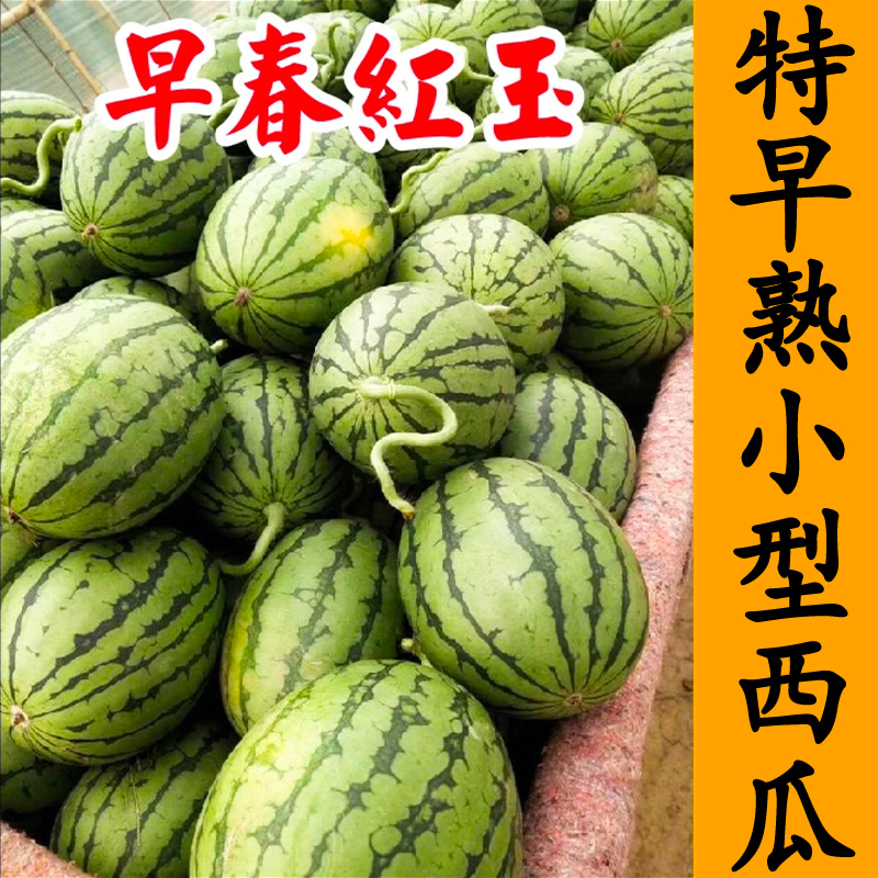 早春红玉西瓜苗地爬秧苗四季高产开春福利寿光苗场带土发货穴盘苗