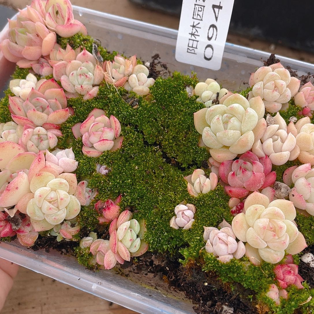 多肉植物多肉植物949