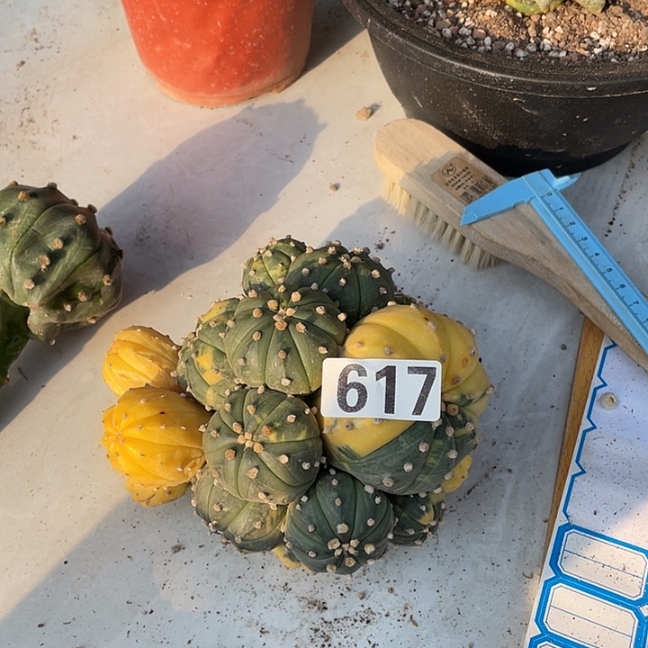 无根三姐抖紧617号