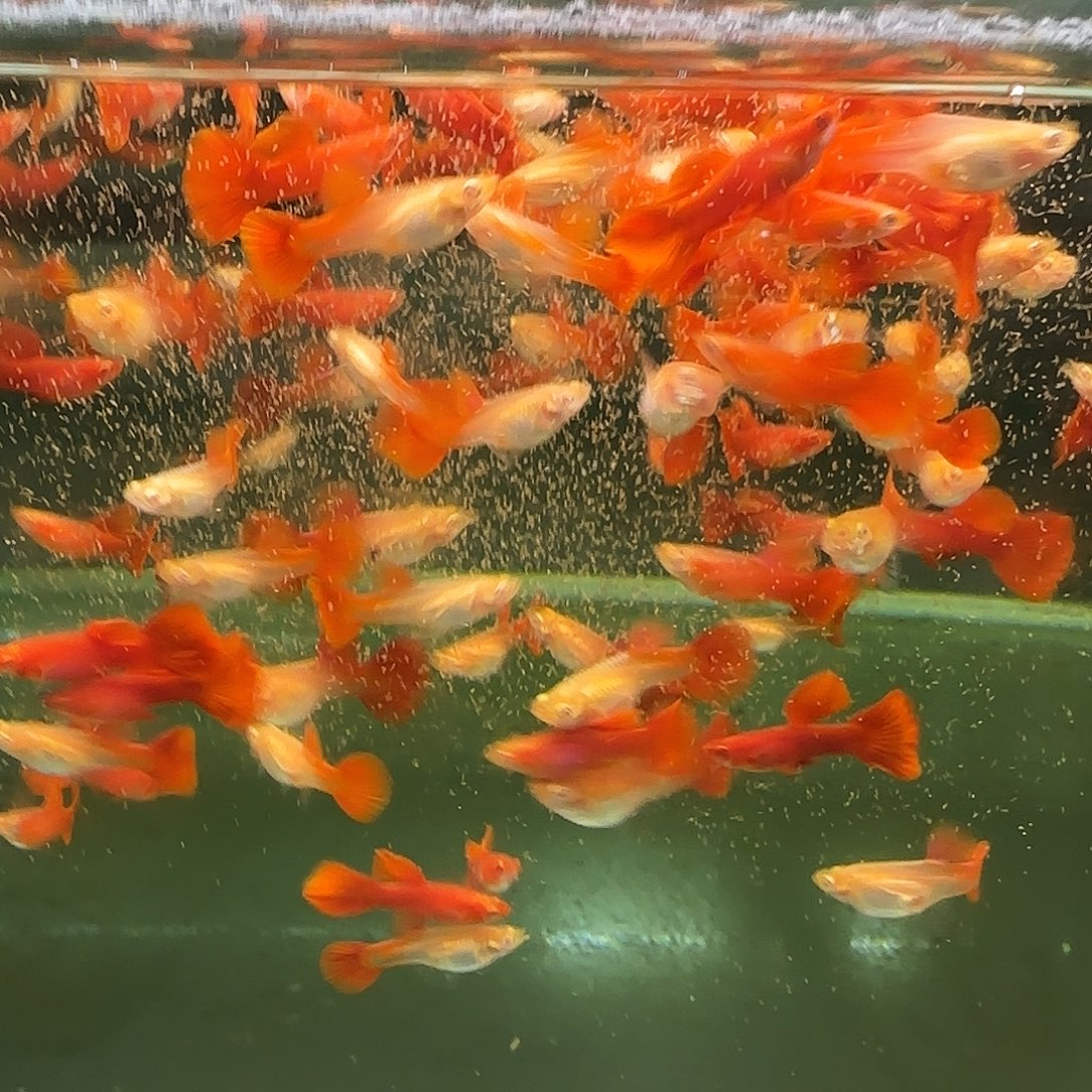 孔雀鱼血红压成10条随机