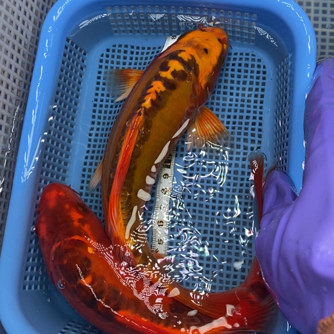 锦鲤冷水锦鲤包邮