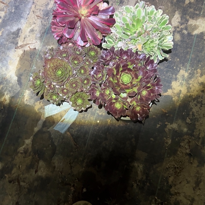 美***檬不包侧枝一物一拍4