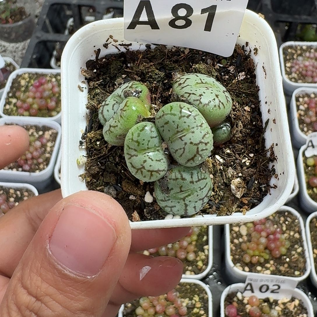 81多肉植物多肉植物