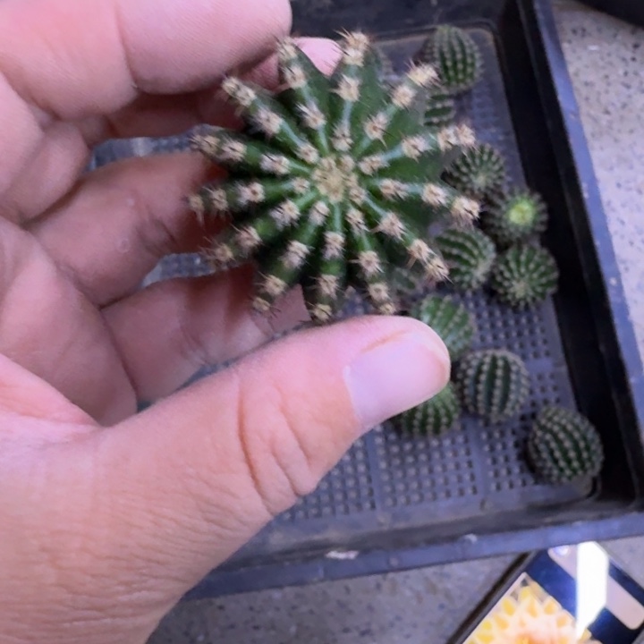 251金刚歪无根侧牙3公分左右，20包邮