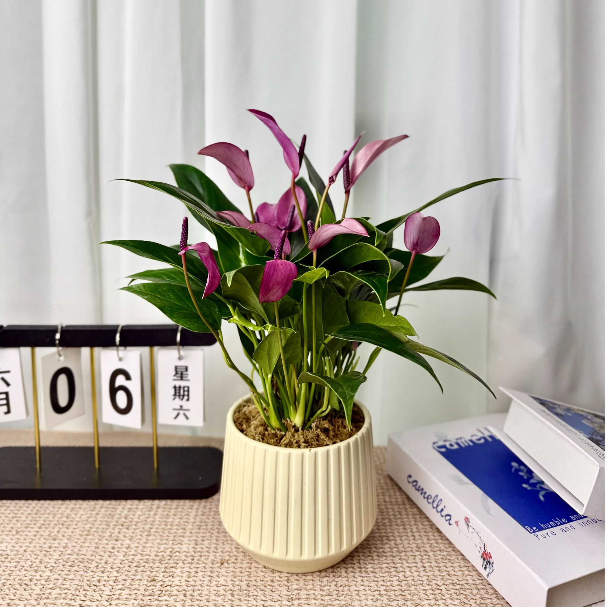 佰花坞齐祖紫掌香妃盆栽花卉室内办公室客厅绿植好养绿植盆栽室内