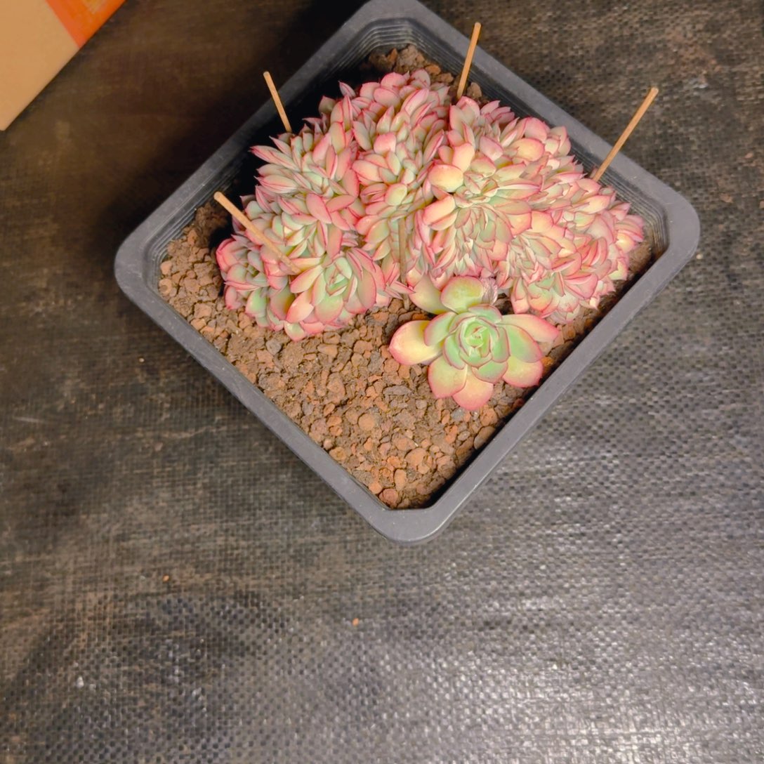 甲木木寄养多肉11111111