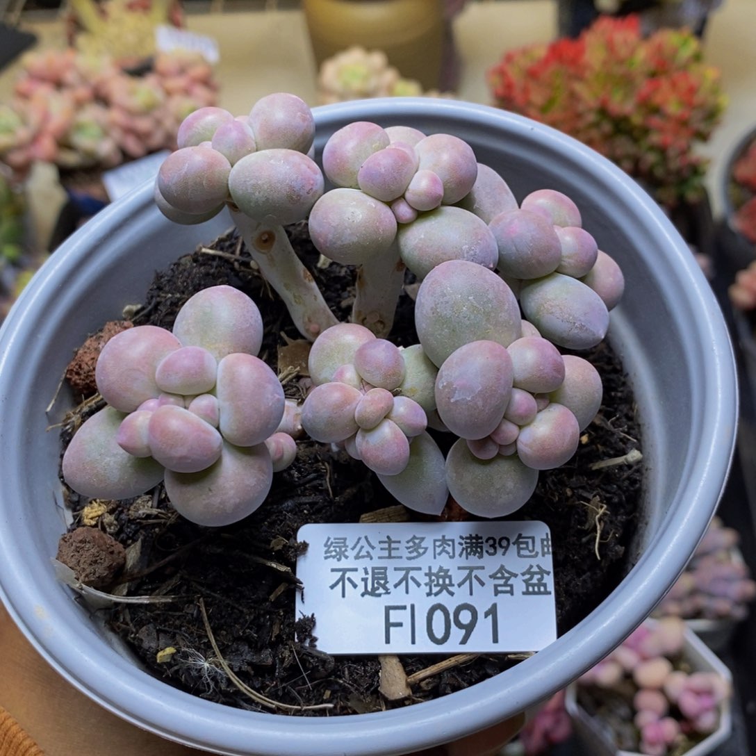 091香水手指奶多肉7c m