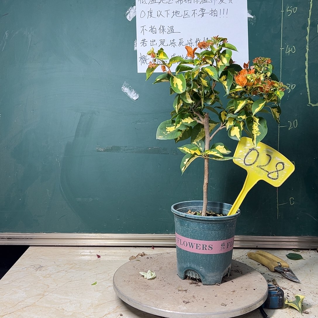 完全开放金心龙舌028