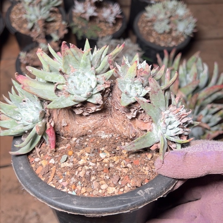 1343哈哈哈哈哈哈哈