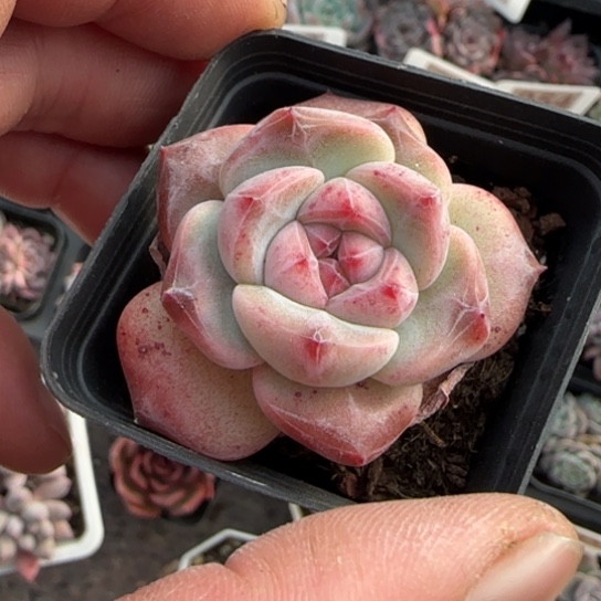 77珍妮新品多肉植物多